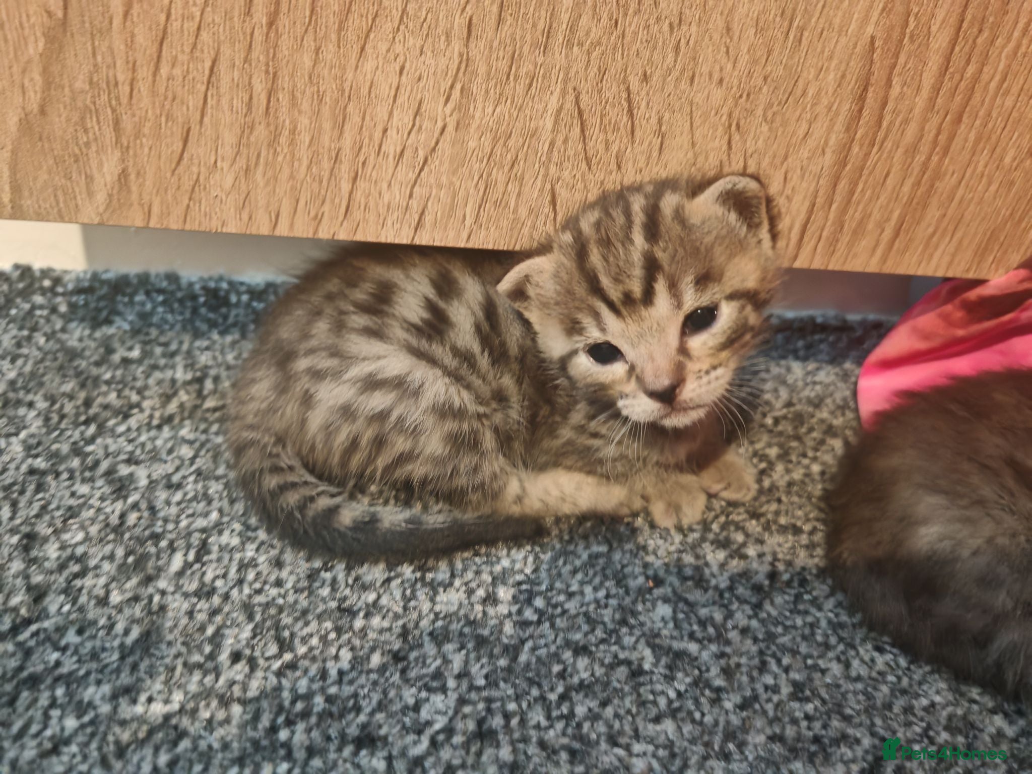 Bengal cats Adorable Bengal Mix Kittens  - Advert 17