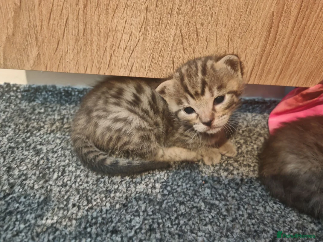 Bengal cats for sale: Adorable Bengal Mix Kittens  in Newmarket - Advert 1