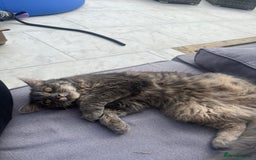 Ragdoll cats for sale: Beautiful grey ragdoll kittens  - Advert 8