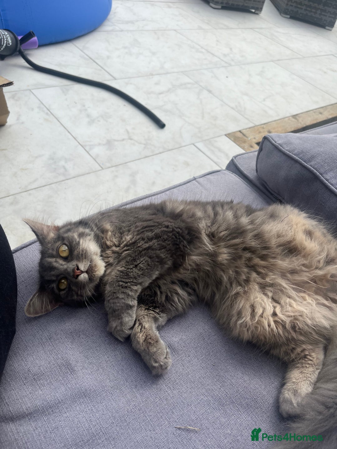 Ragdoll cats for sale: Beautiful grey ragdoll kittens  - Advert 8