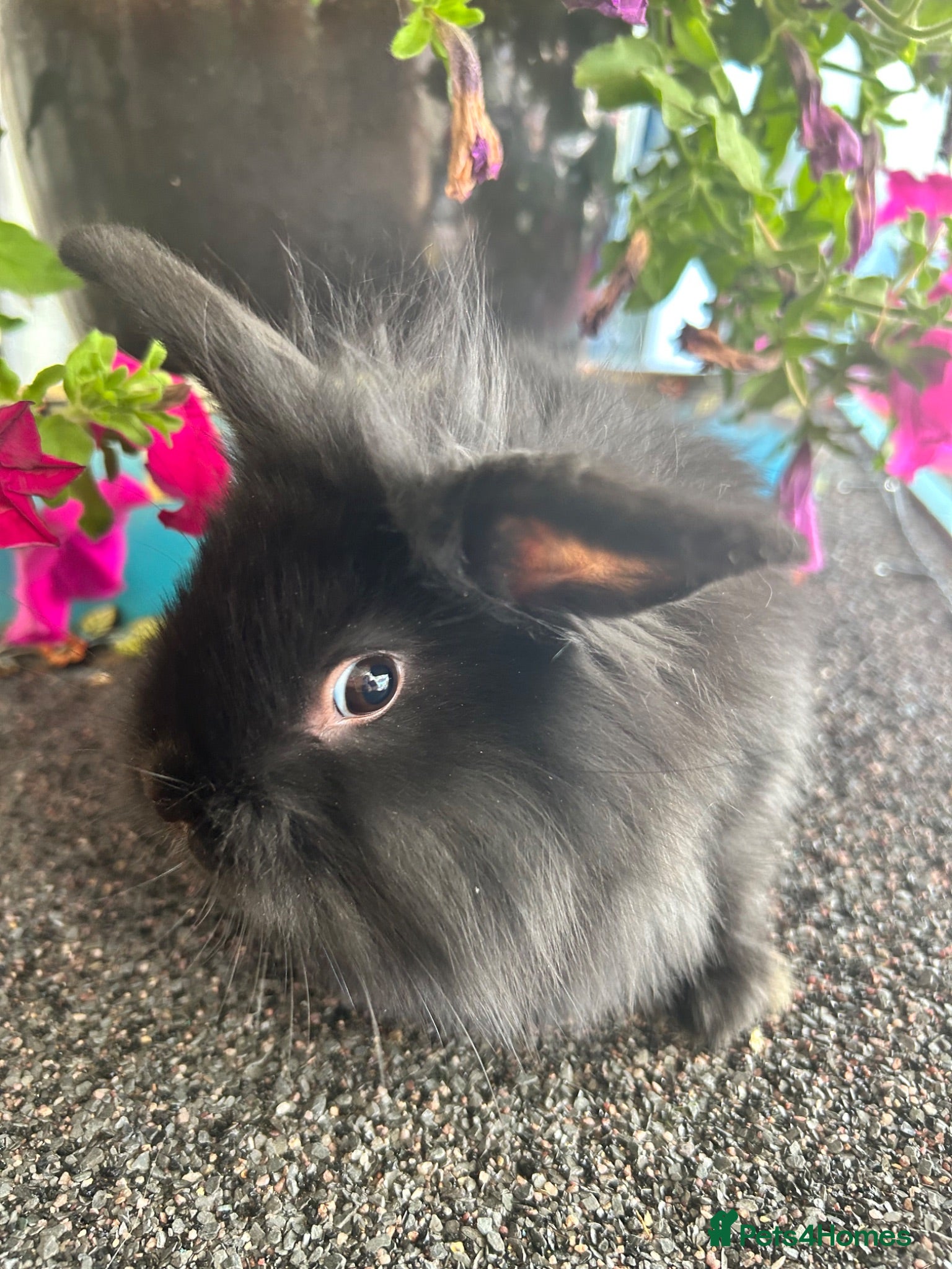 Lionhead rabbits 🦋Pure breed Teddy lionheads 🦋 - Advert 2