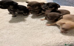 Chihuahua dogs for sale: Mini Čivava - Image 3