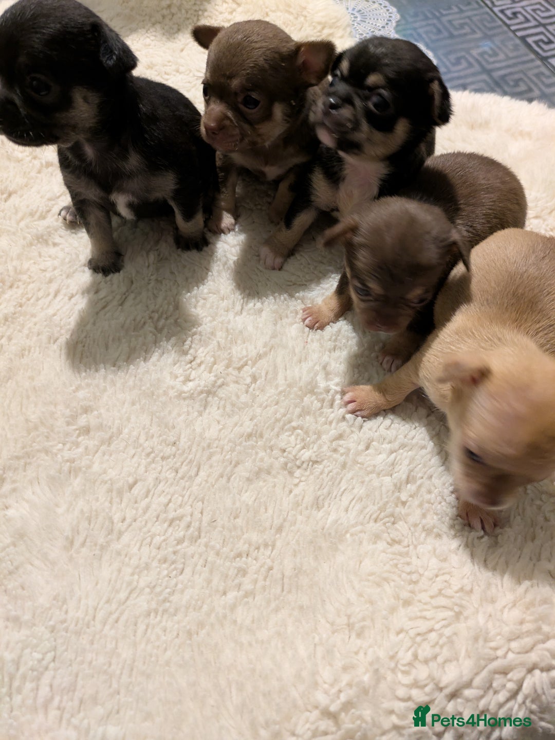 Chihuahua dogs for sale: Mini Čivava - Image 3