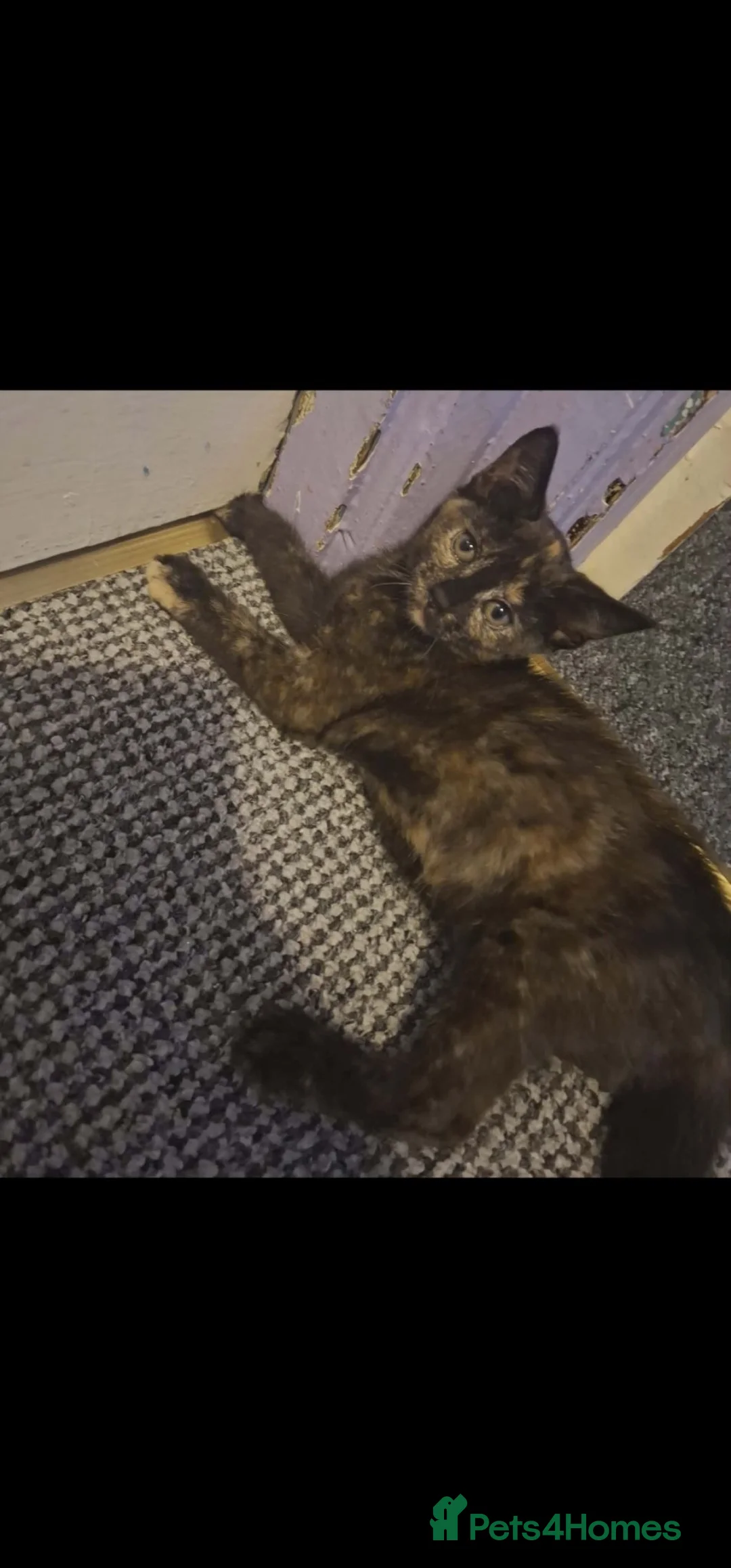 Mixed Breed cats for sale: Beautiful girl kitten looking for a new home - Advert 2
