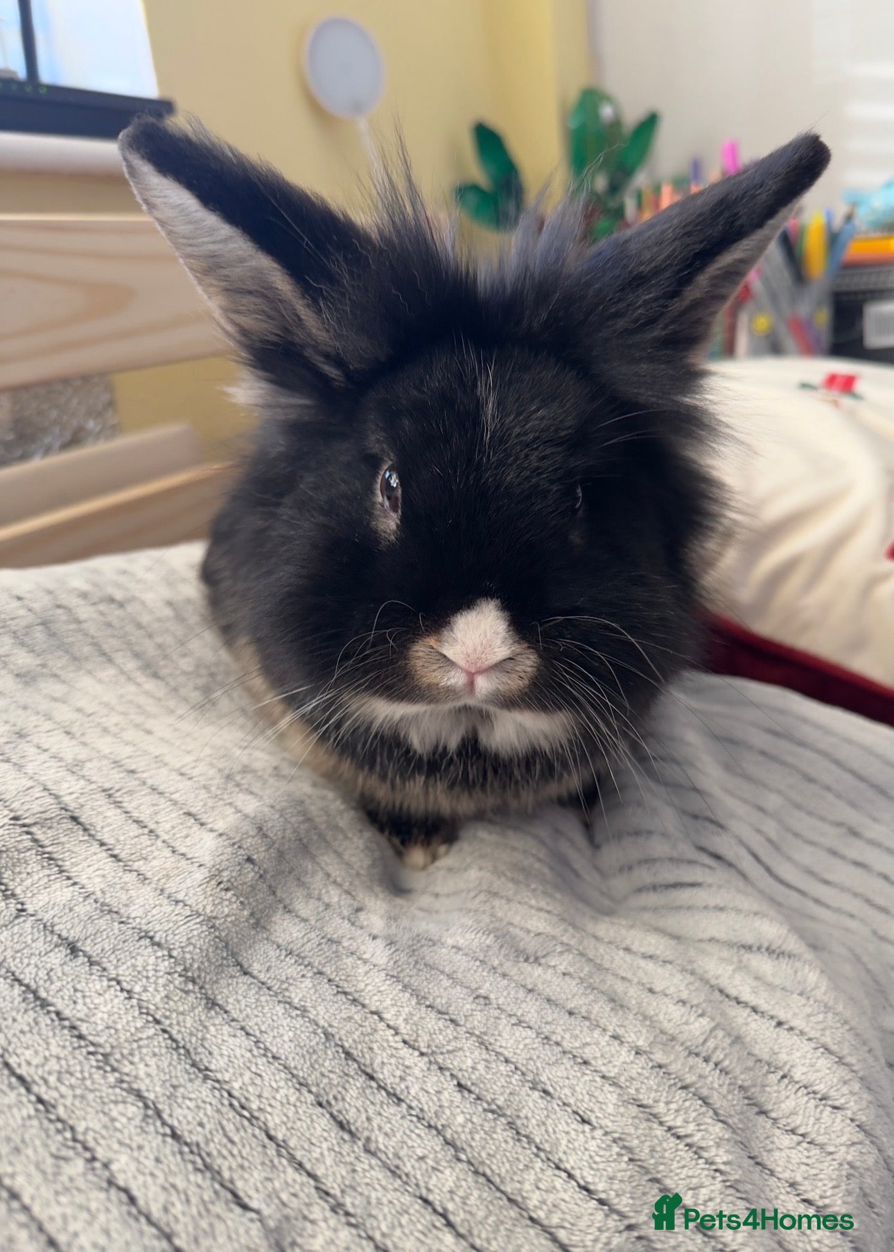 Lionhead rabbits Lionhead male for sale - Advert 1