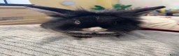 Lionhead rabbits for sale: Lionhead male for sale - Advert 1