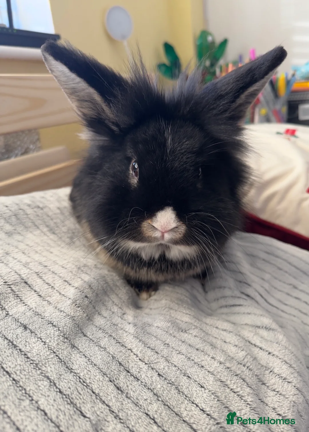 Lionhead rabbits for sale: Lionhead male for sale - Advert 1