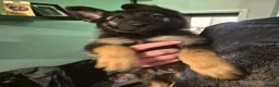 German Shepherd dogs for sale: 1 girl pup left💛gorgeous german shepherd pups - Advert 5