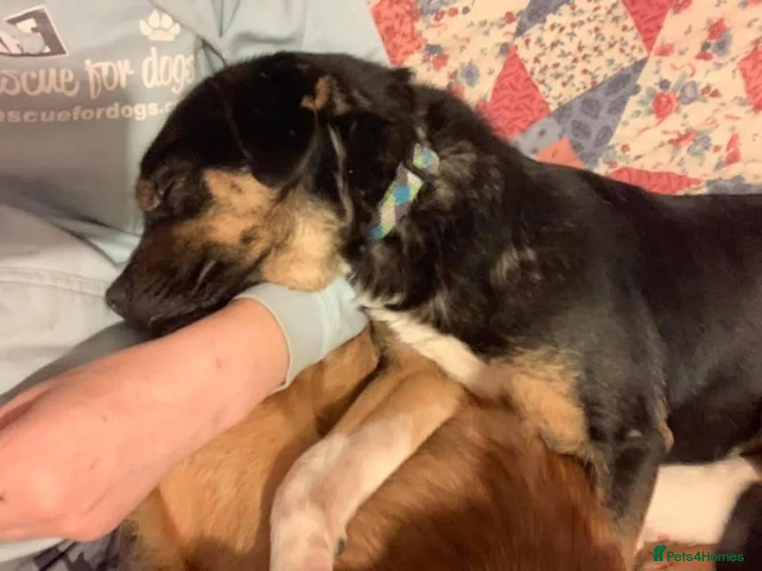 Mixed Breed dogs for adoption: Paddy - Norwich Norfolk  - Advert 5