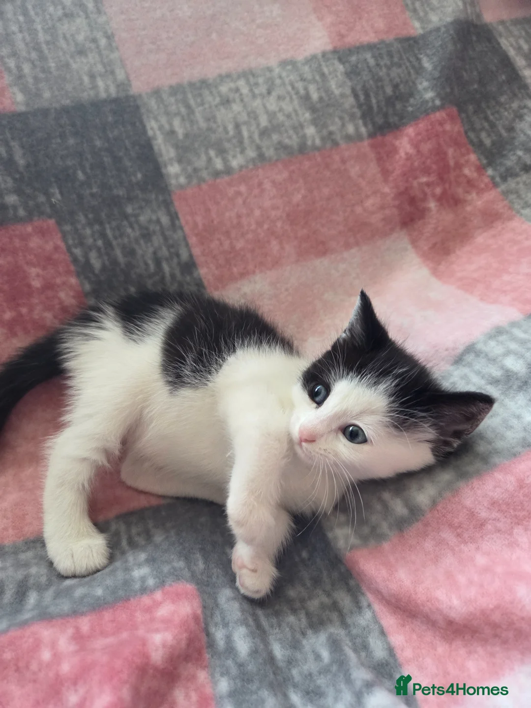 Mixed Breed cats for sale: Adorable Kittens Looking for Loving Homes  - Advert 2