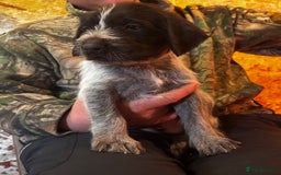 German Wirehaired Pointer dogs for sale: KC Reg GWP puppies  - Advert 2