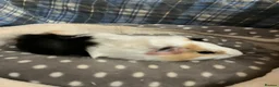 Guinea Pig rodents for sale: Lots of lovely baby guinea pigs for sale - Advert 2
