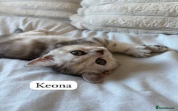 British Shorthair cats for sale: Beautiful British shorthair kittens - Image 19