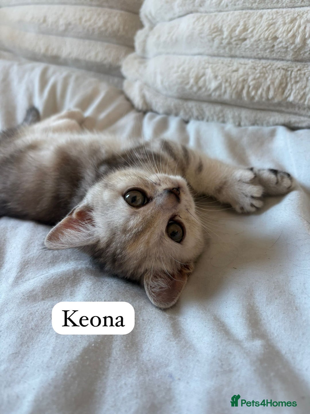 British Shorthair cats for sale: Beautiful British shorthair kittens - Image 19