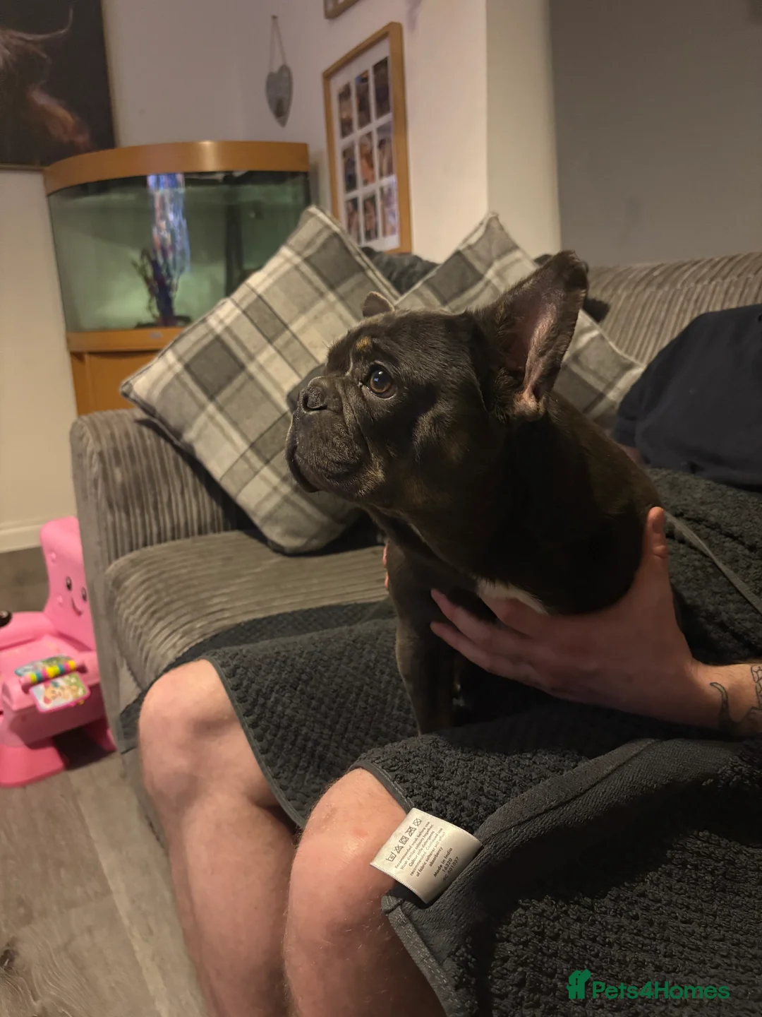 French Bulldog dogs for sale: Beautiful super friendly frenchie girl - Advert 10
