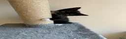 Mixed Breed cats for sale: Kitten - Advert 3