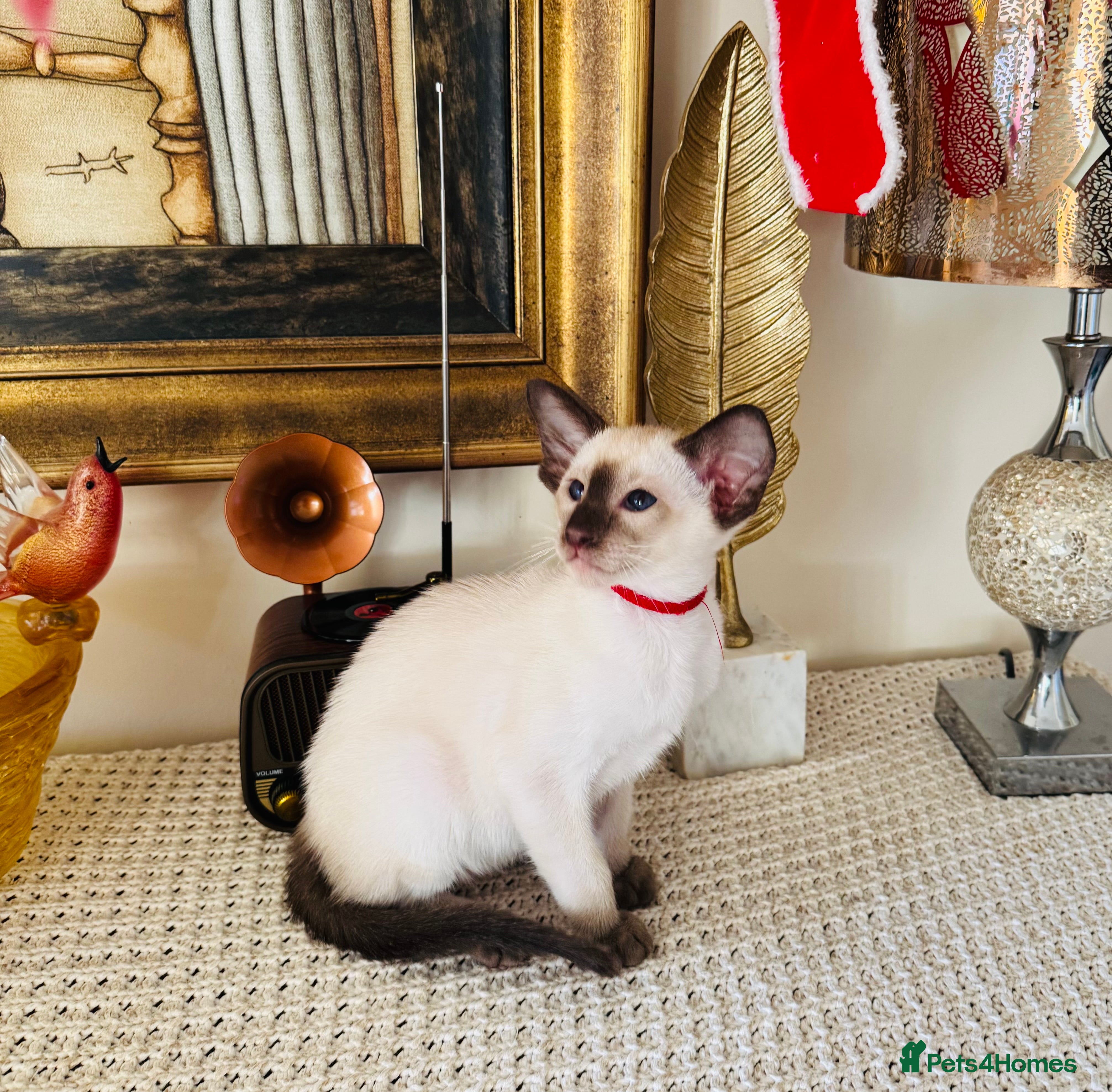 Oriental cats Superb TICA Registered Siamese & Oriental Babies - Advert 4