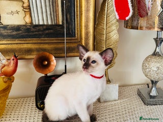 Oriental cats Superb TICA Registered Siamese & Oriental Babies - Advert 4