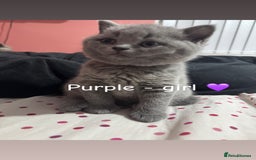 British Shorthair cats for sale: 2 beautiful British shorthair kittens for sale  - Image 4