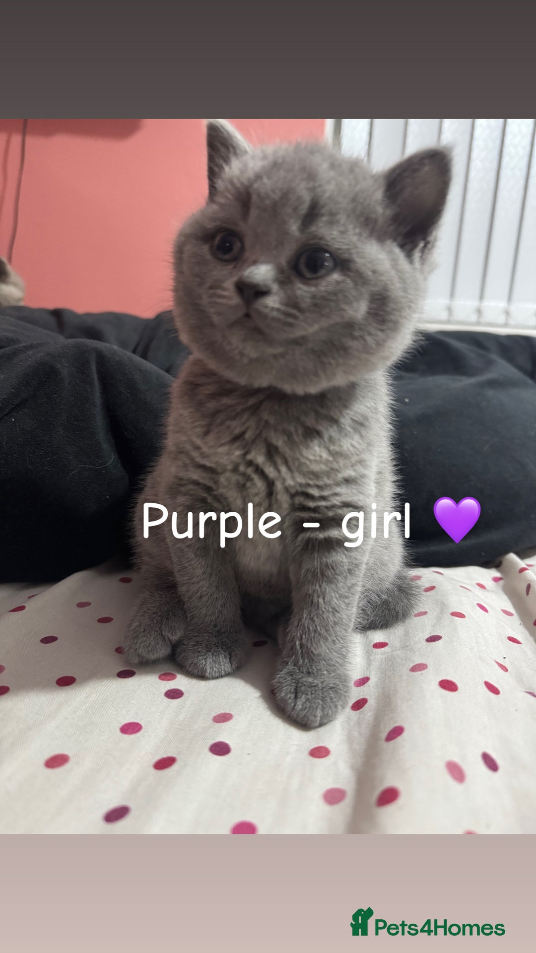 British Shorthair cats for sale: 2 beautiful British shorthair kittens for sale  - Image 4