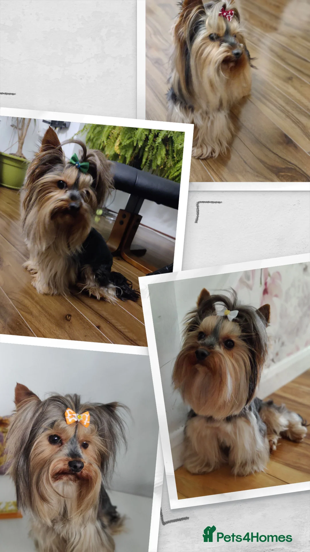 Yorkshire Terrier dogs for stud: Pedigree Yorkshire terrier for stud in Hull - Advert 2