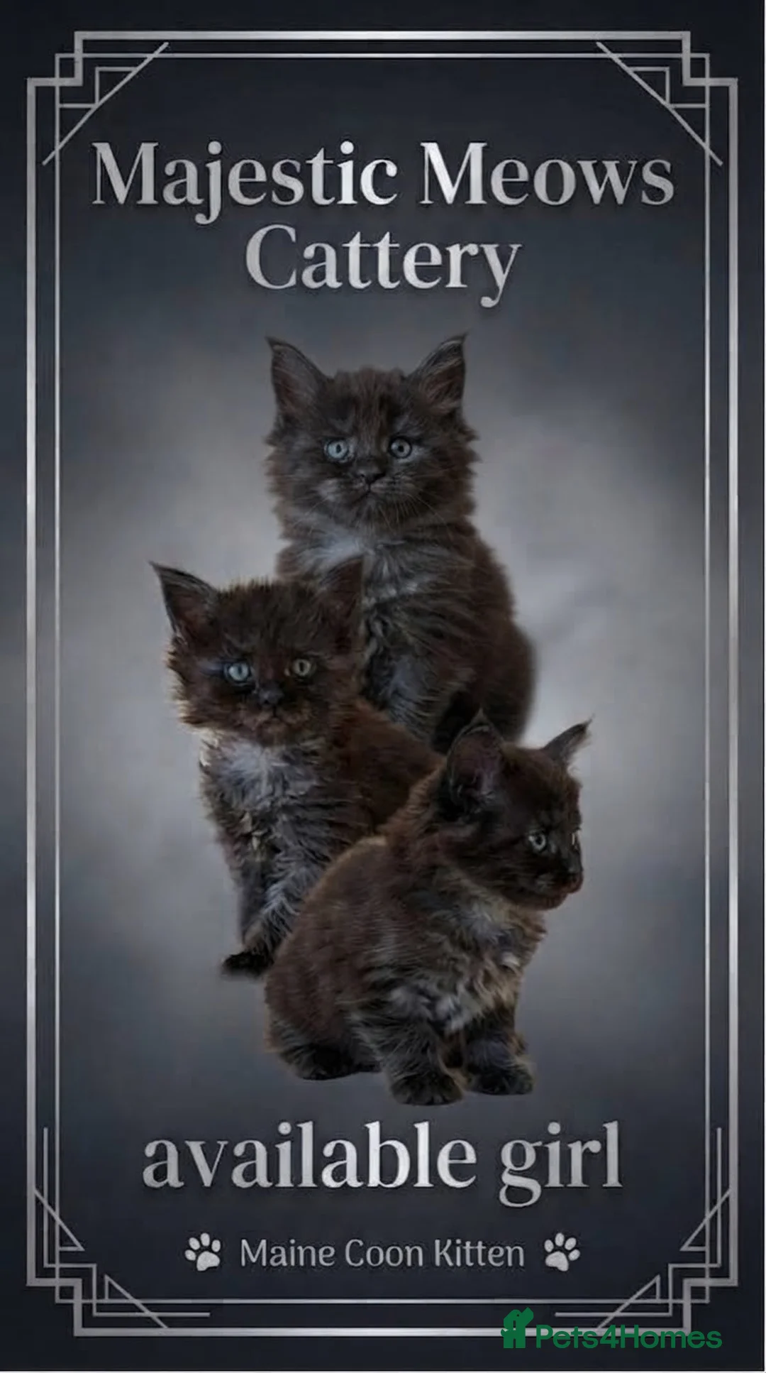 Maine Coon cats for sale: 👑Royal MaineCoon Girls TICA Champion Bloodline!👑 - Advert 31