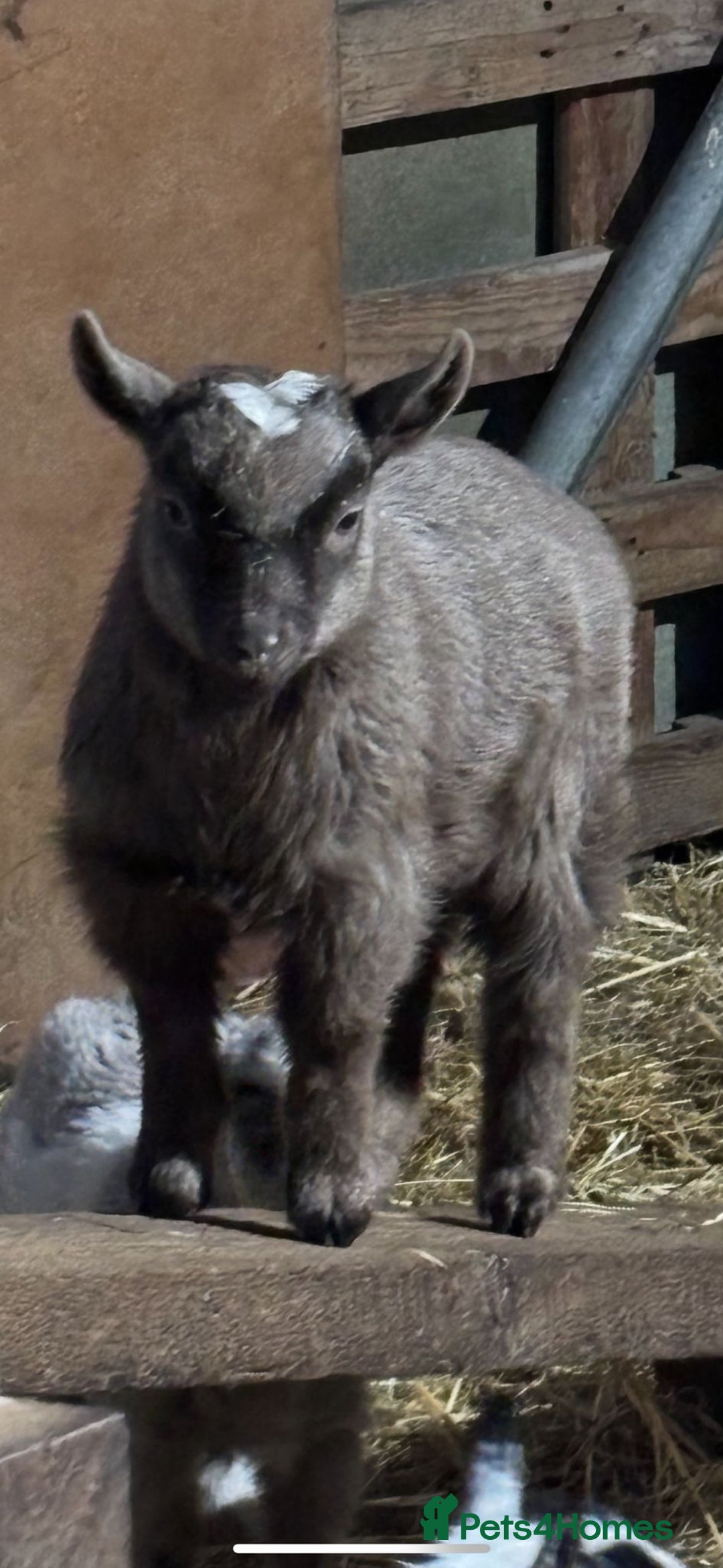 Goats livestock for sale: Pygmy goat Billy  - Advert 3