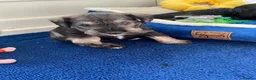 Miniature Schnauzer dogs for sale: Adorable KC Reg Mini Schnauzer Pups - Advert 19
