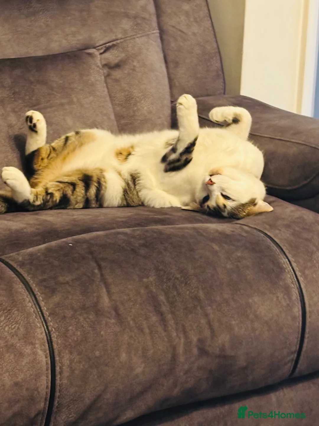 Mixed Breed cats for sale: 4 Year Old Neutered Male Cat in Derby - Advert 1