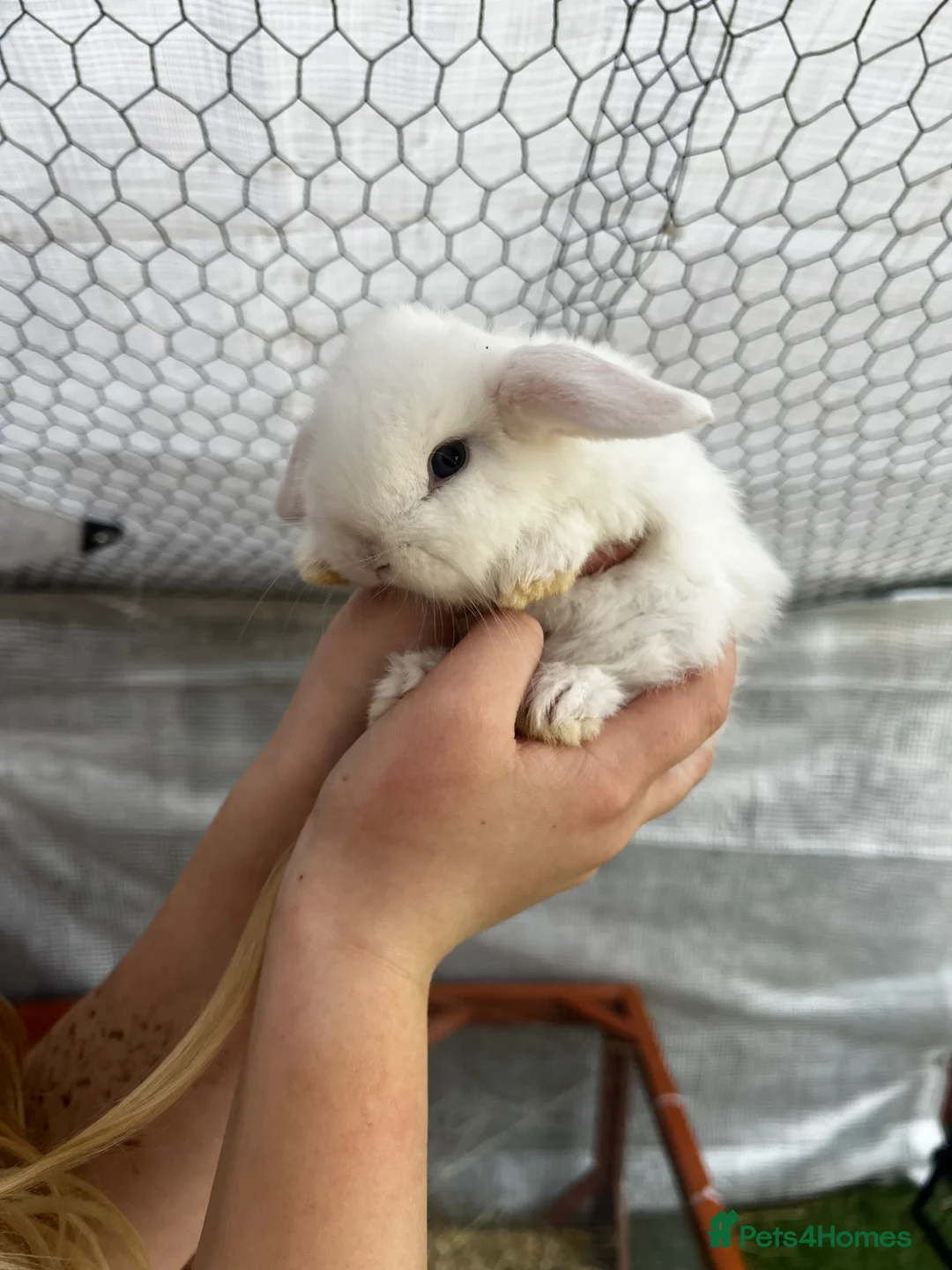 English Lop rabbits for sale: Beautiful black and white bunnies  - Advert 10