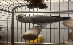Parrots birds for sale: African grey parrot called Richie comes with cage  - Advert 1