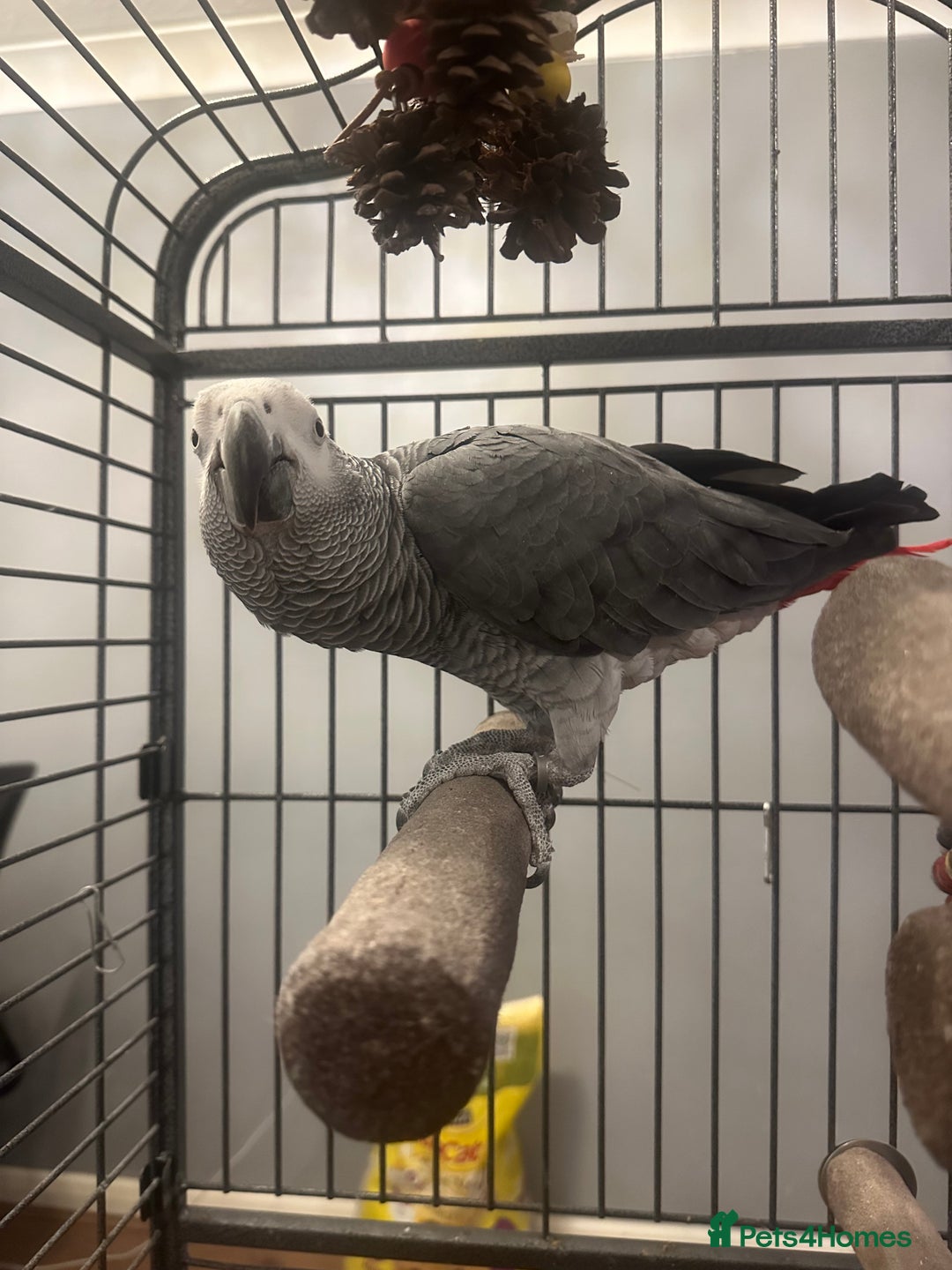 Parrots birds for sale: African grey parrot called Richie comes with cage  - Advert 1