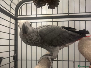 Parrots birds for sale: African grey parrot called Richie comes with cage - Advert 1