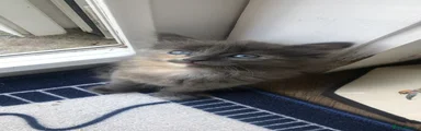 Ragdoll 3