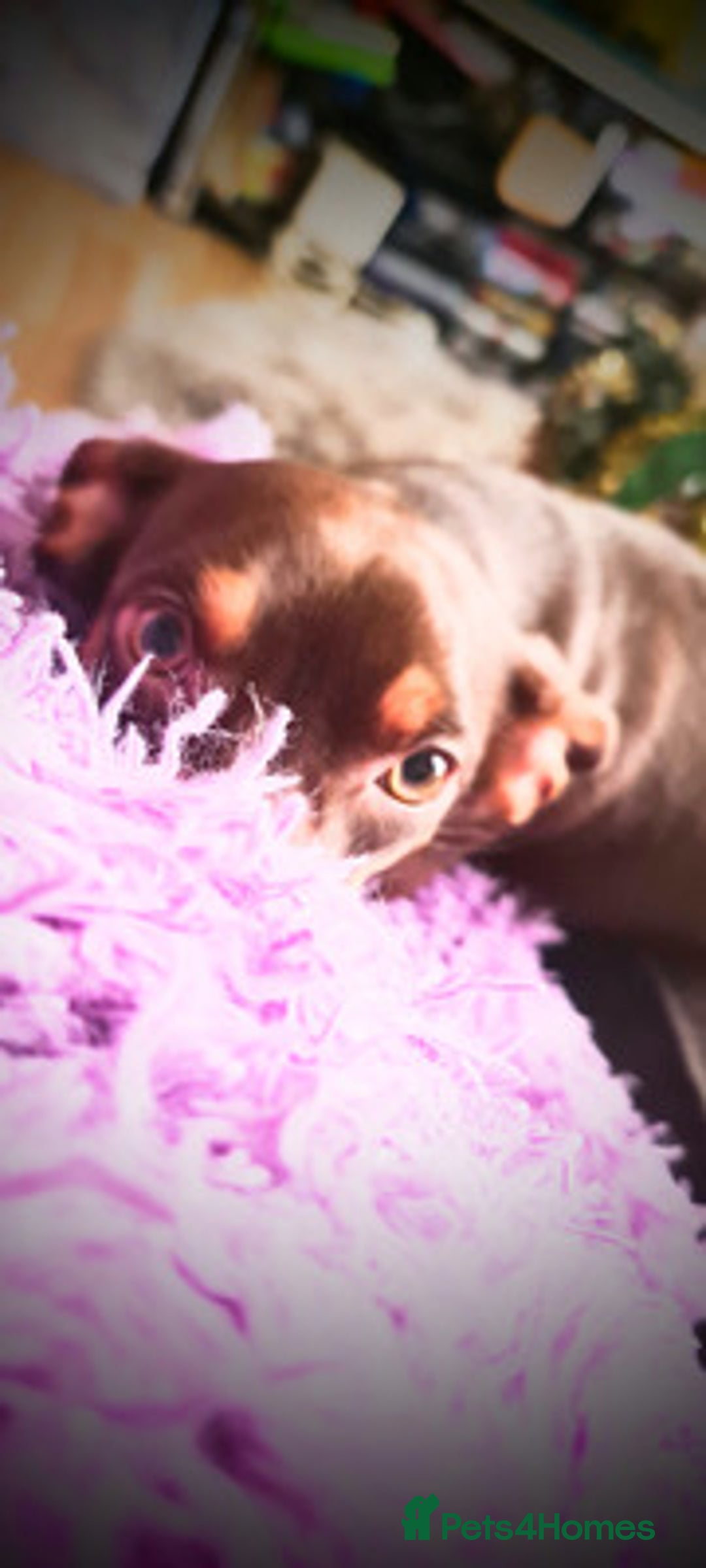 Dachshund dogs for sale: Stunning Dachshund - Image 4