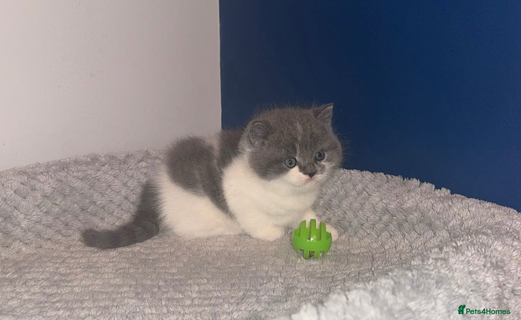 British Shorthair cats GCCF registered male 🩵  - Advert 2