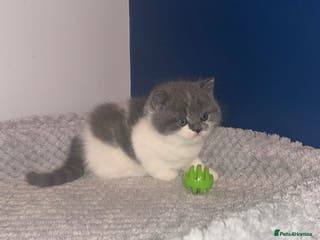 British Shorthair cats GCCF registered male 🩵 - Advert 2