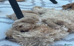 Toy Poodle dogs for sale: Two toy poodle girls - Image 4