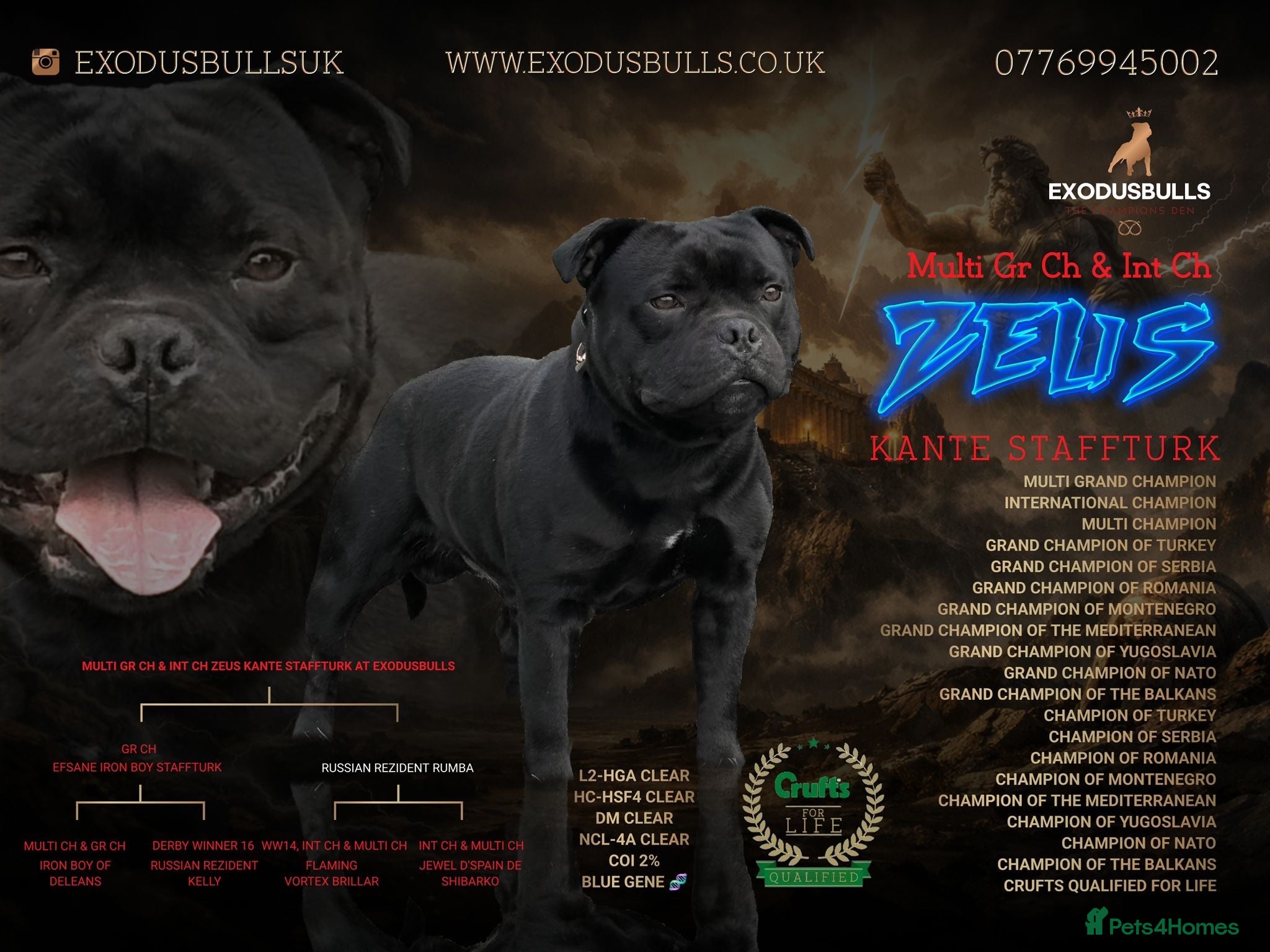 Staffordshire Bull Terrier dogs Staffordshire bullterrier pups - Advert 1