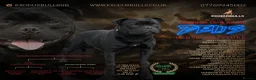 Staffordshire Bull Terrier dogs for sale: Staffordshire bullterrier pups in Chesterfield - Advert 1