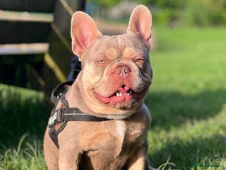 French Bulldog dogs NEW SHADE ISABELLA AND TAN CARRYING FLUFFY BABA C in Manchester - Advert 20