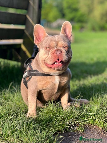 French Bulldog dogs in Manchester - Advert 6