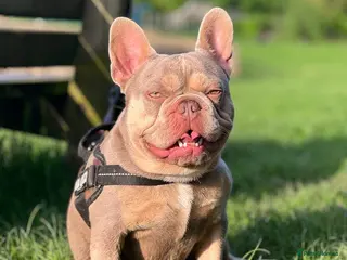 French Bulldog dogs NEW SHADE ISABELLA AND TAN CARRYING FLUFFY BABA C in Manchester - Advert 6