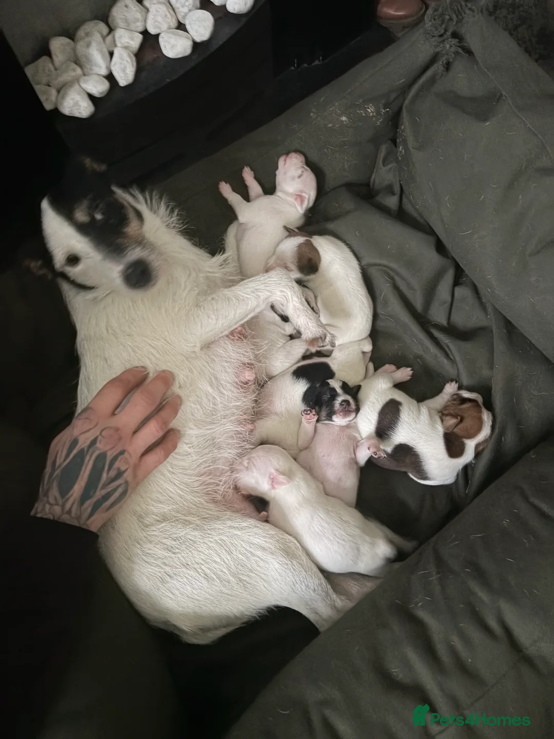 Jack Russell dogs for sale: Jack russel puppies - Advert 2