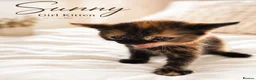 British Shorthair cats for sale: Beautiful Kittens 🐾Well Socialised, Loving  Pets - Advert 10