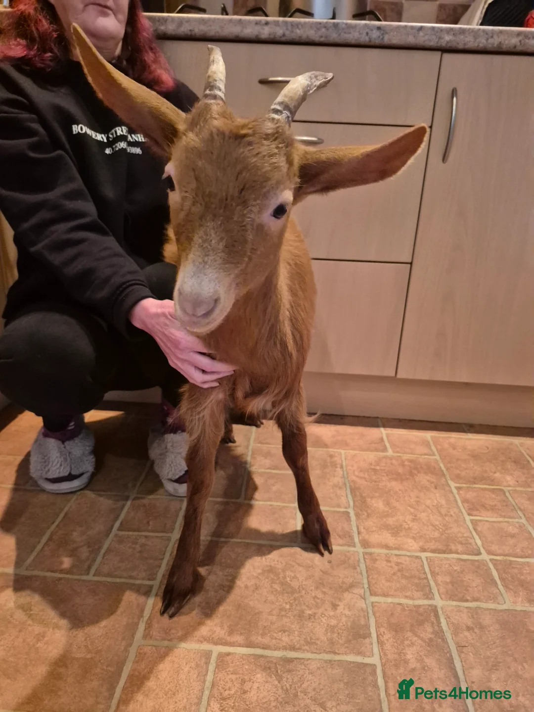 Goats livestock for sale: Female British Gurnsey Goat Kid - Advert 3