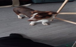 Mixed Breed dogs for sale: Loving Collie x dachshund looking for new home - Image 4