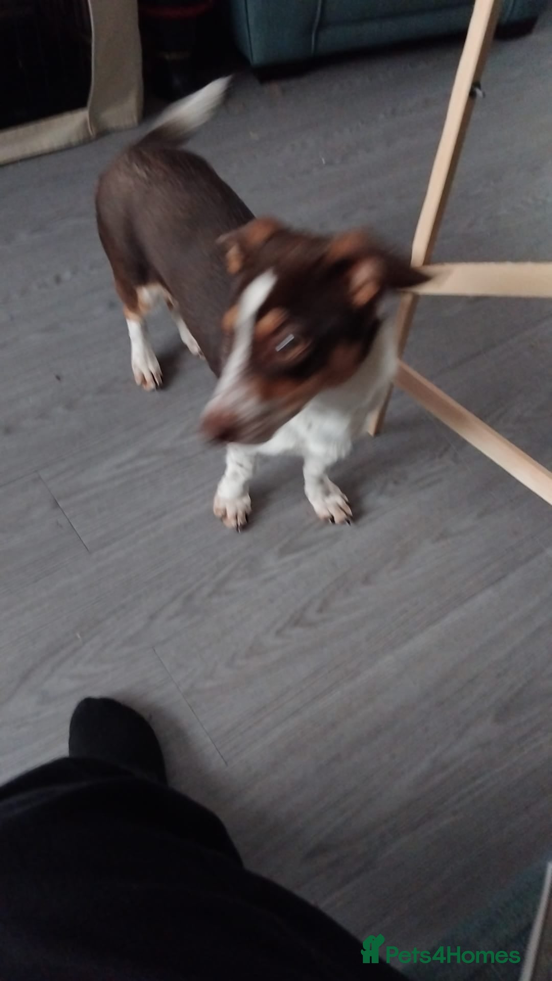 Mixed Breed dogs for sale: Loving Collie x dachshund looking for new home - Image 4