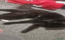 Domestic Shorthair cats for sale: 2 Girl and 1 Boy Available  - Image 9