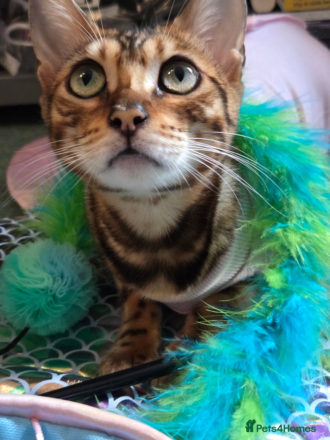 Bengal cats for sale: Bengal girl tica active registered read full add - Advert 3